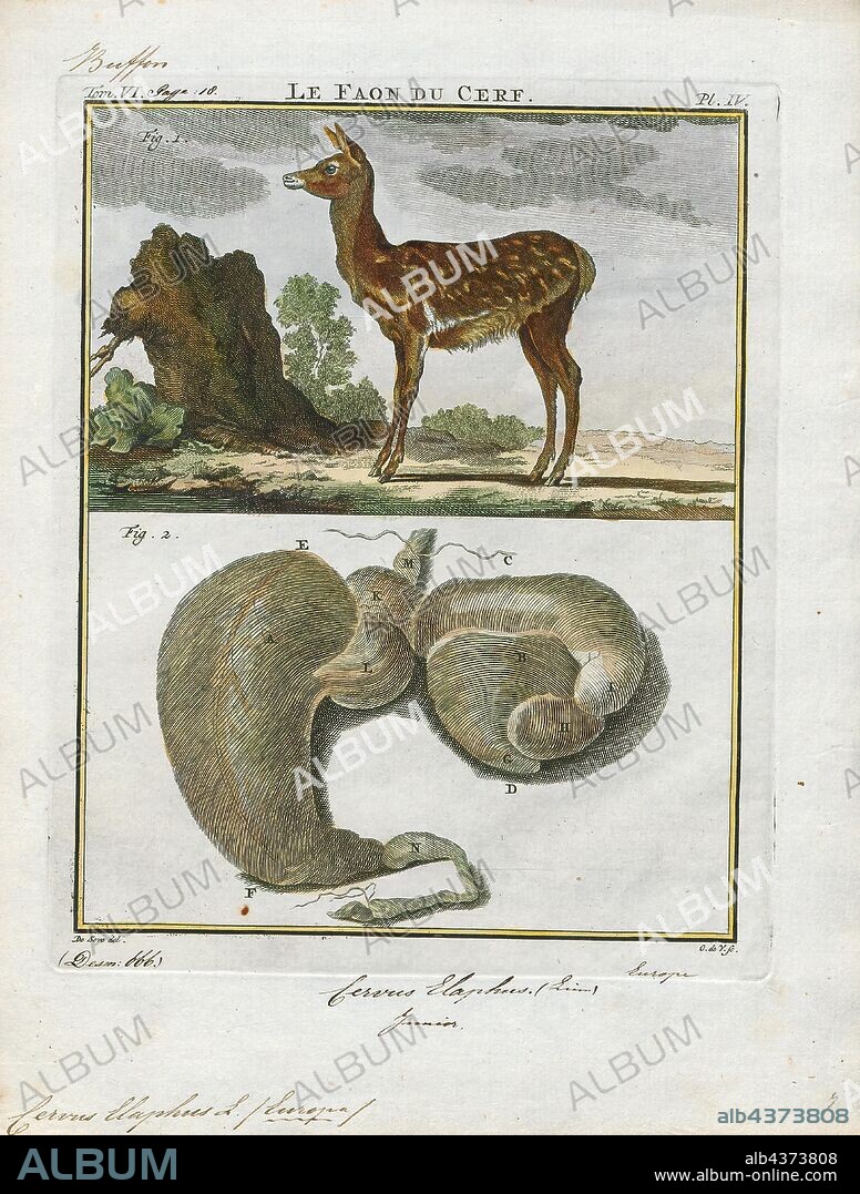 Cervus elaphus, Print, The red deer (Cervus elaphus) is one of the largest deer species. The red deer inhabits most of Europe, the Caucasus Mountains region, Asia Minor, Iran, parts of western Asia, and central Asia. It also inhabits the Atlas Mountains region between Morocco and Tunisia in northwestern Africa, being the only species of deer to inhabit Africa. Red deer have been introduced to other areas, including Australia, New Zealand, United States, Canada, Peru, Uruguay, Chile and Argentina. In many parts of the world, the meat (venison) from red deer is used as a food source., with intestines.