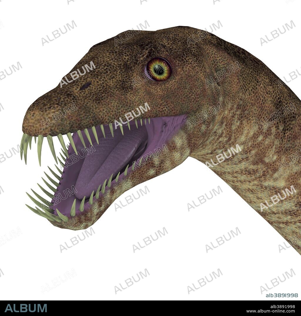 Tanystropheus dinosaur head. Tanystropheus was a marine predatory reptile that lived in the Triassic Seas of Europe and the Middle East.