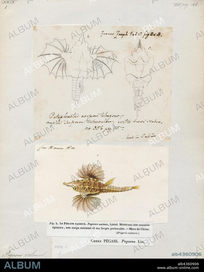 Pegasus volans, Print, The brick seamoth, Pegasus laternarius, also known as the long-tailed dragonfish, long-tailed seamoth, pelagic dragon-fish, or the winged dragonfish, is a species of fish in the Pegasidae, or seamoth, family. This species is used extensively in the Guangdong and Guangxi province of China to treat scrofula, cough, and diarrhea., 1700-1880.