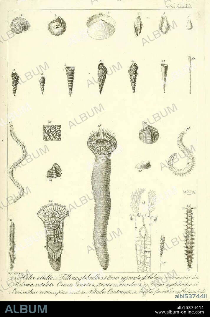 Memorie sulla storia e anatomia degli animali senza vertebre del regno di Napoli, Napoli, 1823-1829, anatomy, invertebrates, leeches, Naples, Bay of Italy, zoology, Museum of Comparative Zoology, A collection of intricately detailed illustrations depicting various marine organisms, primarily focusing on shells and other aquatic forms. The top section showcases an array of shell shapes and sizes, ranging from spiral conchs to flatter, more elongated varieties. Below, a series of elongated creatures are presented, including a segmented form resembling a worm or ribbon, highlighting the diversity of marine life. Each illustration is meticulously rendered, emphasizing the unique textures and patterns of the specimens, with numbered labels indicating their specific identification. This work serves as a fascinating study of marine biology and the complexity of underwater ecosystems.