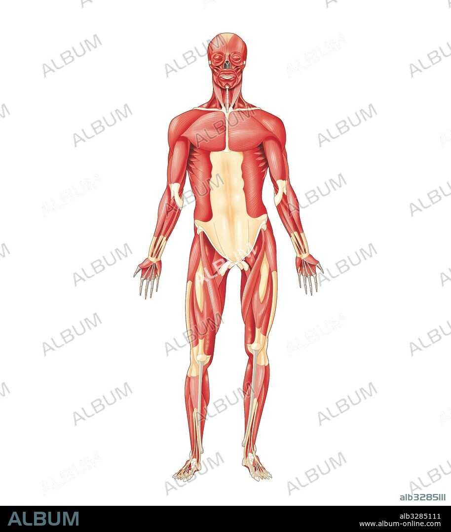 Músculos más importantes del cuerpo humano-Vista anterior.