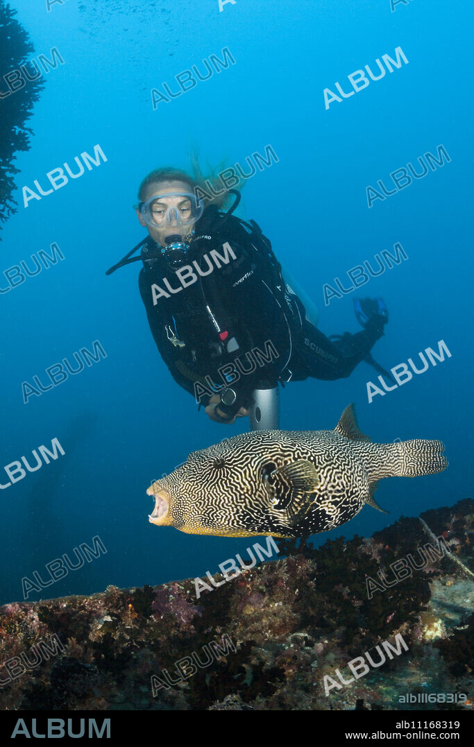 Diver watching Puffer at Maldive Victory Wreck, Arothron mappa, North Male Atoll, Maldives.