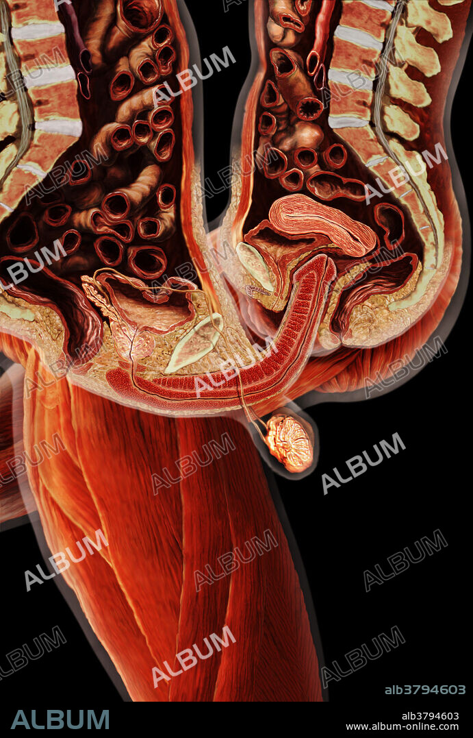 Man and woman engaged in sexual intercourse. As humans become sexually excited, the sex organs prepare for coitus through changes in the circulatory and nervous systems. The brain receives signals from the genitals. The hearts hastens, flooding the arteries, and the veins constrict.