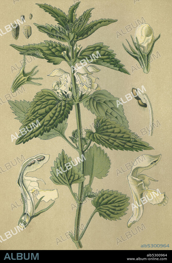 Medicinal plant white dead nettle, dead nettle, nettle, ortica bianca, lamium alba  /  Heilpflanze Weiße Taubnessel, Nessel, ortica bianca, lamium alba, Historisch, historical, digital improved reproduction of an original from the 19th century / digitale Reproduktion einer Originalvorlage aus dem 19. Jahrhundert.