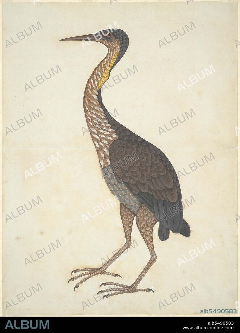 UNKNOWN. Purple Heron (Ardea purpurea), Company School, c. 1780/1820.