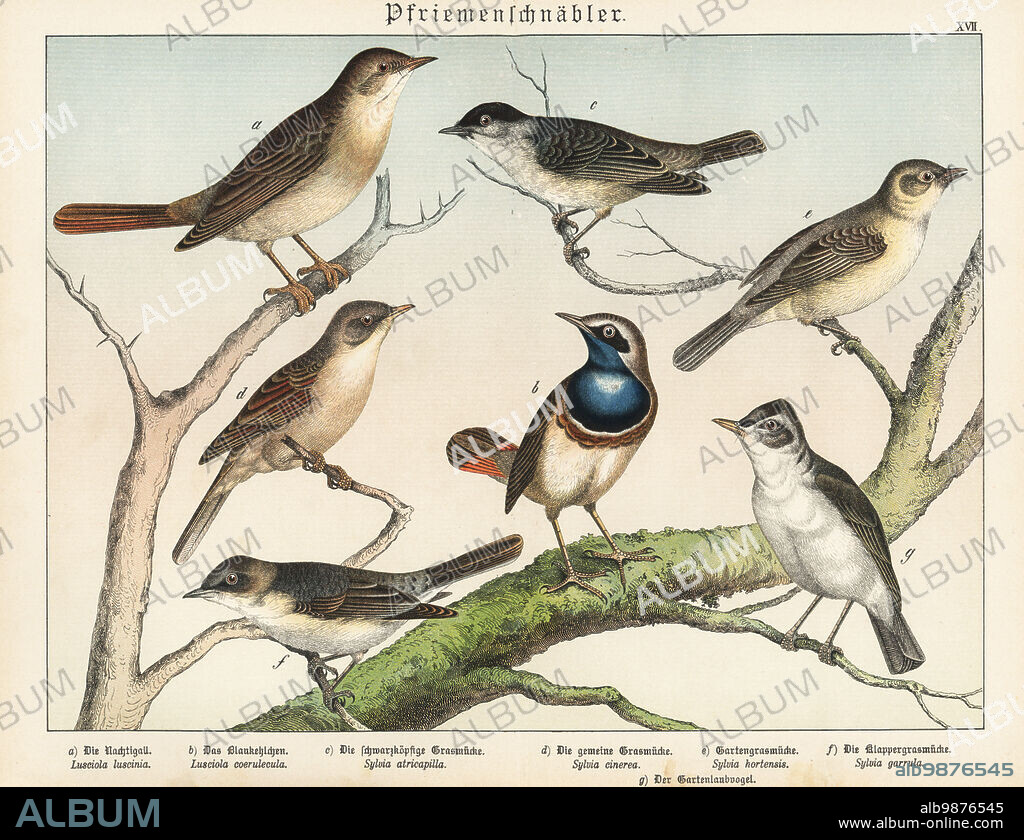 Nightingale, Luscinia megarhynchos a, bluethroat, Luscinia svecica b, Eurasian blackcap, Sylvia atricapilla c, greater whitethroat, Curruca communis d, western Orphean warbler, Curruca hortensis e, lesser whitethroat, Curruca curruca f, and icterine warbler, Hippolais icterina g. Chromolithograph from Gotthilf Heinrich von Schubert's Natural History of the Animal Realms (Naturgeschichte des Tierreichs), Schreiber, Munich, 1886.