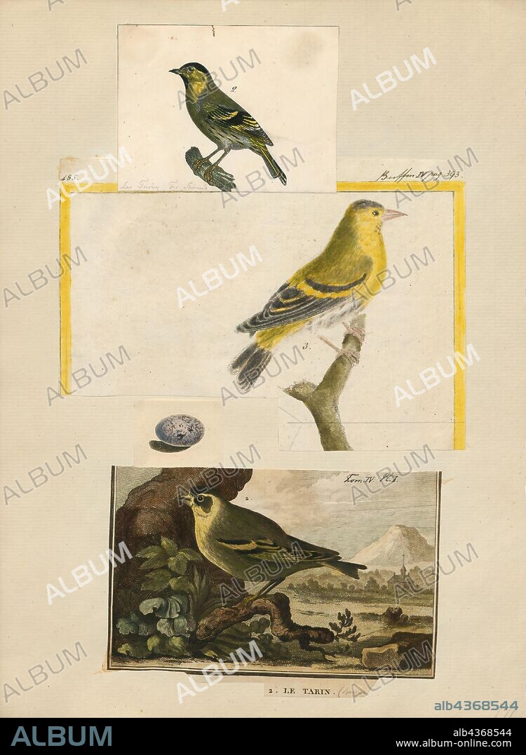 Fringilla spinus, Print, The genus Fringilla is a small group of finches from the Old World, which are the only species in the subfamily Fringillinae. The genus name Fringilla is Latin for "finch"., 1700-1880.