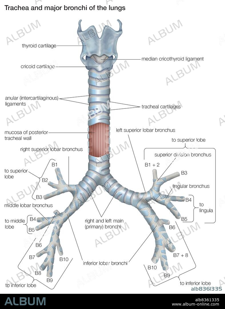 The trachea and major bronchi of the human lungs.