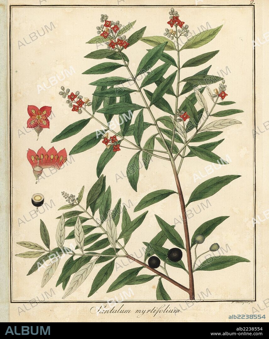 Sandalwood, Santalum myrtifolium. Handcoloured copperplate engraving by F. Guimpel from Dr. Friedrich Gottlob Hayne's Medical Botany, Berlin, 1822. Hayne (1763-1832) was a German botanist, apothecary and professor of pharmaceutical botany at Berlin University.
