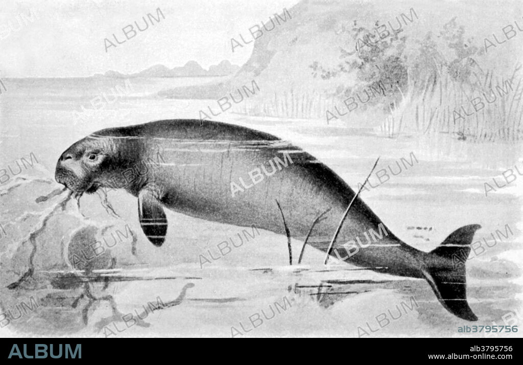 The Steller's sea cow (Hydrodamalis gigas) is an extinct herbivorous marine mammal. It was the largest member of the order Sirenia, which includes its closest living relative, the dugong (Dugong dugon), and the manatees (Trichechus spp.). It reached up to 30 feet in length, making it among the largest mammals other than whales to have existed in the Holocene epoch. Within 27 years of discovery by Europeans, the slow-moving and easily captured Steller's sea cow was hunted to extinction.