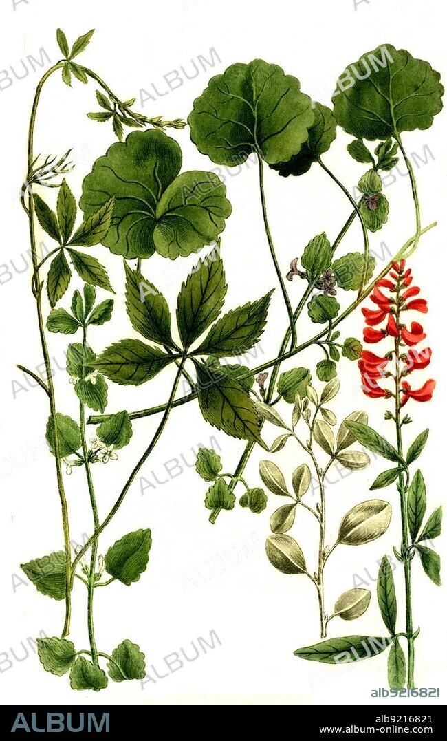 Botany, Plants, Ivy (Hedera) indica, terrestris major, terrestris minor (Hedysarum) argenteum, canadense trifoliate Feldschön, Historical, digitally restored reproduction from a 19th century original.