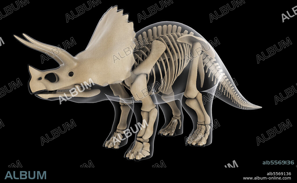 Skeletal system of a Triceratops dinosaur, x-ray view.