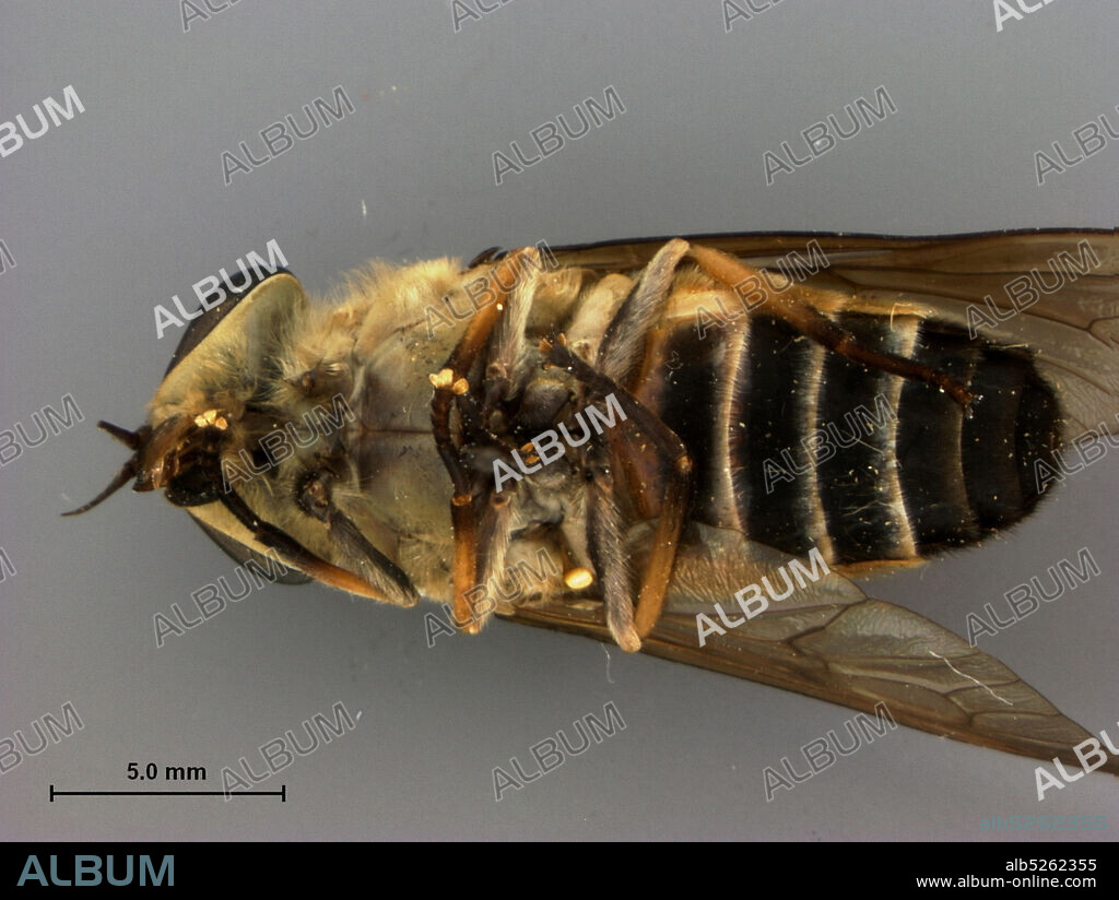 Annam - Prov., Haut Donai, Col de Blao., alt. 900m, Annam, Vietnam, Tabanus annamensis Philip, 1960, Animalia, Arthropoda, Insecta, Diptera, Brachycera, Tabanidae, Tabaninae.