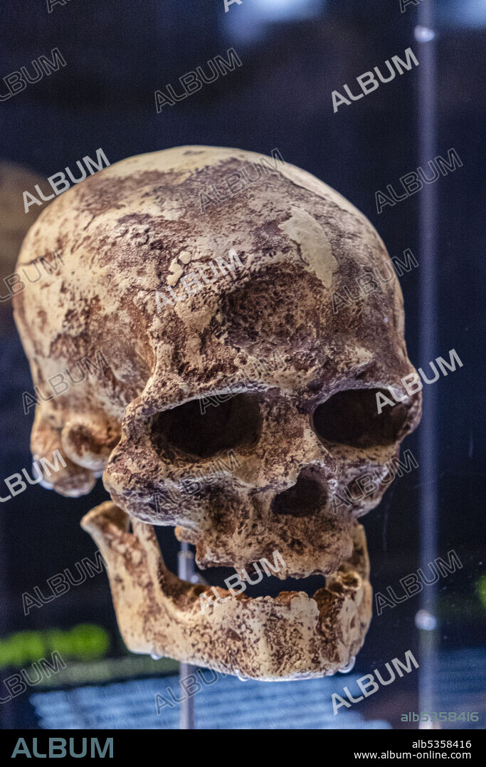 Homo sapiens skull replica, Museo de la evolución humana, MEH, Burgos , Spain.
