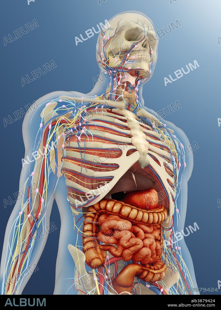 Transparent human body with internal organs, nervous system, lymphatic system and circulatory system.