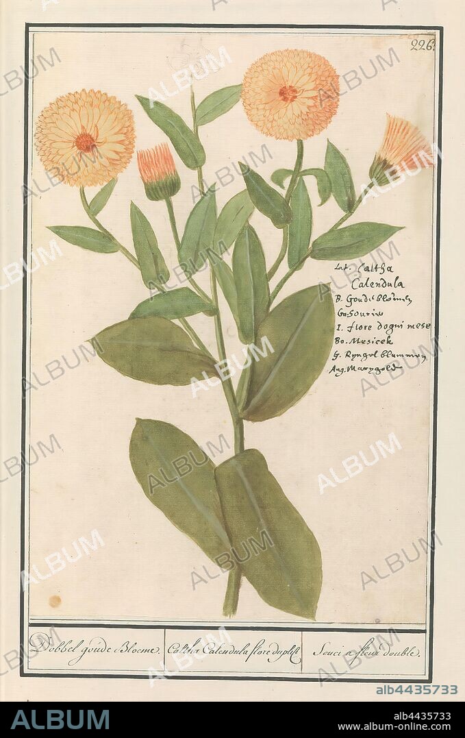 Marigold (Calendula officinalis) Dobbel goude Bloeme. / Caltha Calendula flore duplice / Souci a fleur double. (title on object), Marigold. Numbered top right: 226. Right the name in six languages. Part of the third album with drawings of flowers and plants. Tenth of twelve albums with drawings of animals, birds and plants known around 1600, commissioned by Emperor Rudolf II. With explanation in Dutch, Latin and French., Anselmus Boetius de Boodt, 1596 - 1610, paper, watercolor (paint), deck paint, chalk, ink, pen, h 290 mm Ã— w 195 mm.