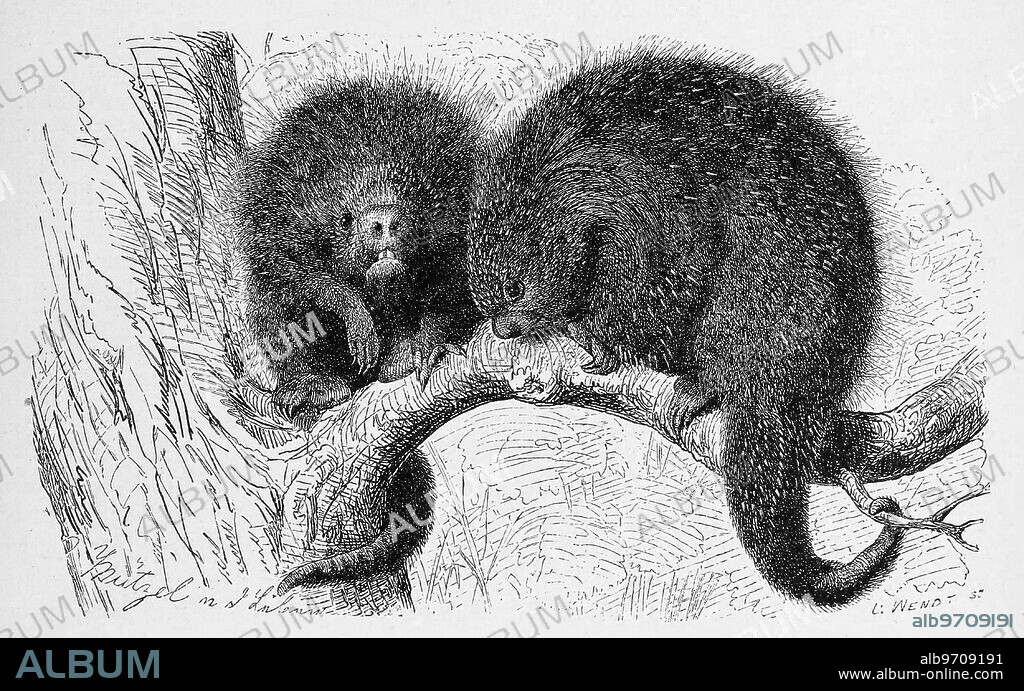Urson, Erethizon dorsatum, also known as the tree porcupine or North American tree porcupine, is a rodent in the tree porcupine family.
