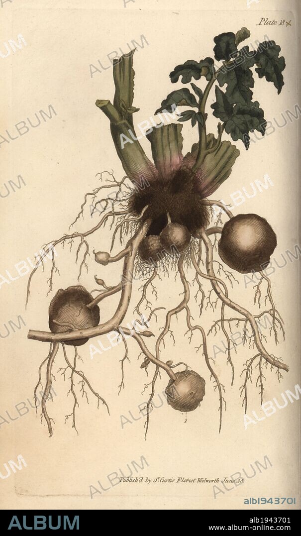 Roots and tubers of the potato plant Solanum tuberosum. Handcoloured copperplate engraving of a botanical illustration by Sydenham Edwards for William Curtis's "Lectures on Botany, as delivered in the Botanic Garden at Lambeth," 1805. Edwards (1768-1819) was the artist of thousands of botanical plates for Curtis' "Botanical Magazine" and his own "Botanical Register.".