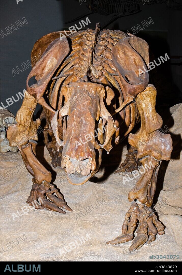 Skeleton of Harlan's ground sloth (Paramylodon harlani) pictured here at the University of Texas Museum.