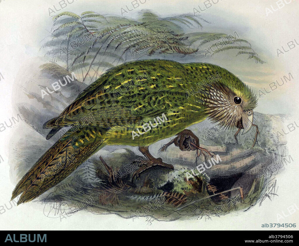 The kakapo, also called owl parrot, is a species of large, flightless, nocturnal, ground-dwelling parrot of the super-family Strigopoidea endemic to New Zealand. It is the world's only flightless parrot, the heaviest parrot, nocturnal, herbivorous, visibly sexually dimorphic in body size, has a low basal metabolic rate and no male parental care, and is the only parrot to have a polygynous lek breeding system. It is also possibly one of the world's longest-living birds. The kakapo is critically endangered; as of March 2014, with an additional six from the first hatchings since 2011, the total known population is only 126 living individuals. Because of Polynesian and European colonization and the introduction of predators such as cats, rats, ferrets, and stoats, the kakapo was almost wiped out. Taken from A history of the birds of New Zealand by Walter Lawry Buller and John Gerard Keulemans, published 1873.