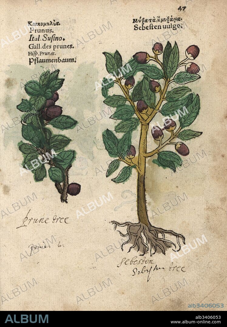 Plum tree, Prunus domestica, and siricote or sebesten, Cordia sebestena. Handcoloured woodblock engraving of a botanical illustration from Adam Lonicer's Krauterbuch, or Herbal, Frankfurt, 1557. This from a 17th century pirate edition or atlas of illustrations only, with captions in Latin, Greek, French, Italian, German, and in English manuscript.