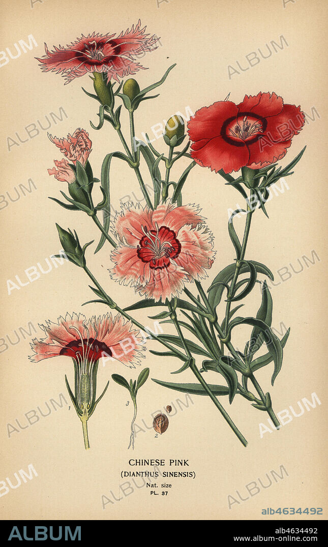 Chinese pink, Dianthus chinensis (Dianthus sinensis). Chromolithograph from an illustration by Desire Bois from Edward Steps Favourite Flowers of Garden and Greenhouse, Frederick Warne, London, 1896.