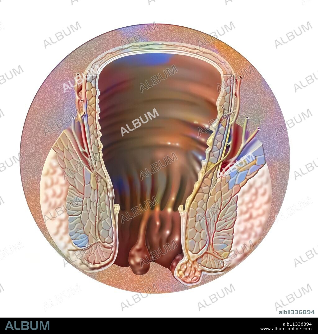 External hemorrhoidal plexus and location of external hemorrhoids.