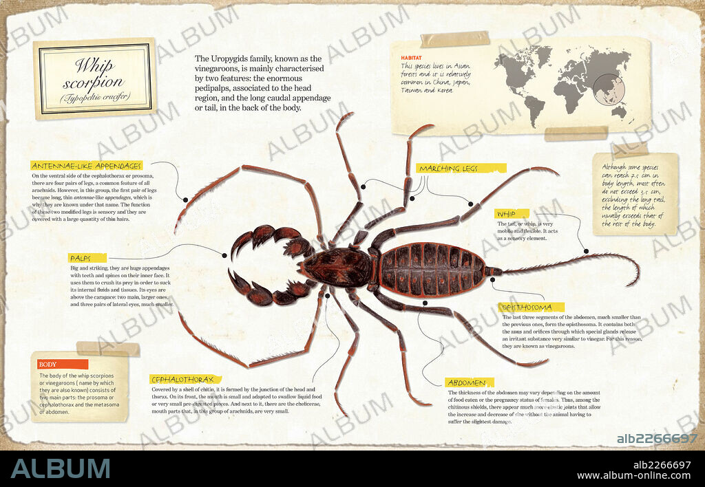 Escorpión látigo. Infografía de la anatomía del escorpión látigo (Typopeltis crucifer).
