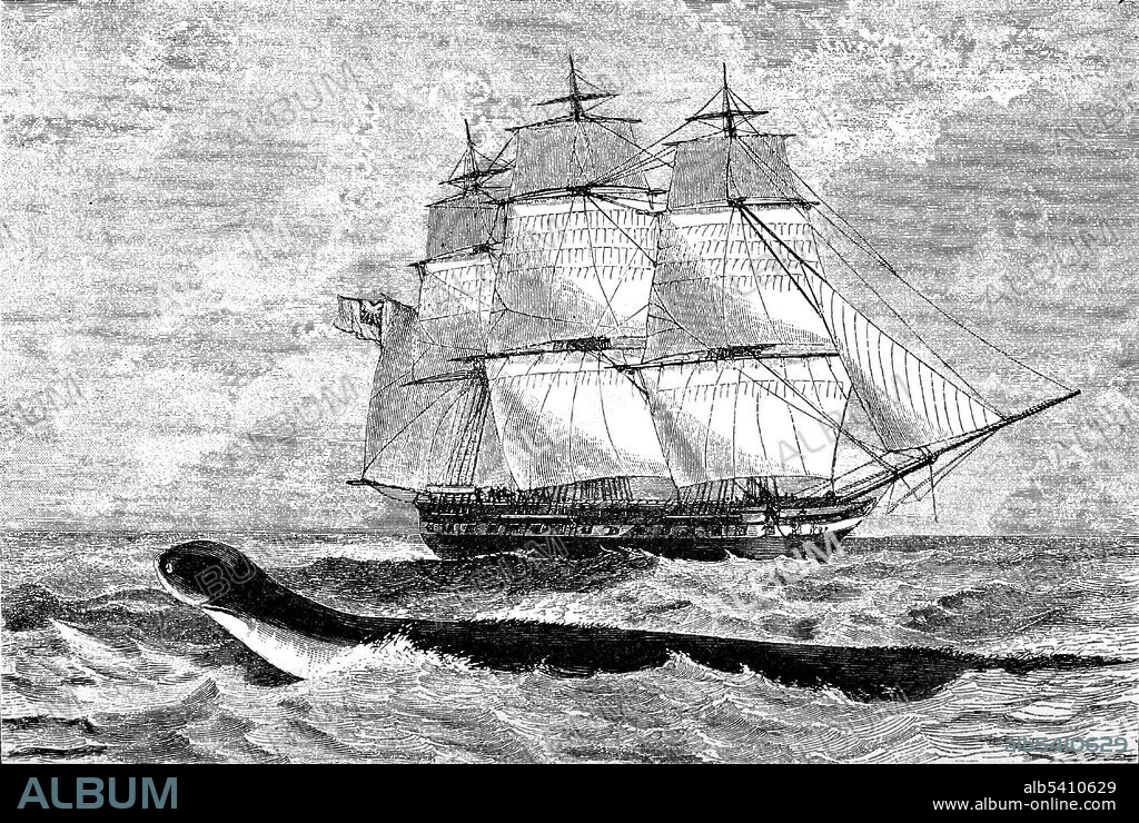 On August  6, 1848, Captain Peter McQuhae of the HMS Daedalus (Royal Navy) and several of his officers and crew saw a sea serpent which was subsequently reported (and debated) in The Times. The vessel sighted what they named as an enormous serpent between the Cape of Good Hope and St Helena. The serpent was witnessed to have been swimming with four feet of its head above the water and they believed that there was another sixty feet of the creature in the sea. Today, evolutionary biologist Gary Galbreath contends that what the crew of the Daedalus saw was a baleen whale.