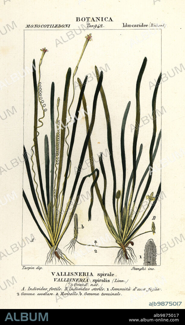 Tape grass or eel grass, Vallisneria spiralis, Vallisneria spirale. Handcoloured copperplate stipple engraving from Antoine Laurent de Jussieu's Dizionario delle Scienze Naturali, Dictionary of Natural Science, Florence, Italy, 1837. Illustration engraved by Stanghi, drawn and directed by Pierre Jean-Francois Turpin, and published by Batelli e Figli. Turpin (1775-1840) is considered one of the greatest French botanical illustrators of the 19th century.