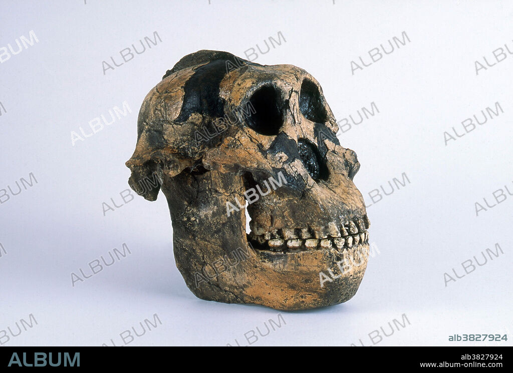 Resin cast of Paranthropus boisei (originally called Zinjanthropus boisei and then Australopithecus boisei), known as Nutcracker Man, a hominid that lived in Africa around 1.75 million years ago. It was found by Mary Leakey in the Olduvai Gorge, Tanzania, in 1959.