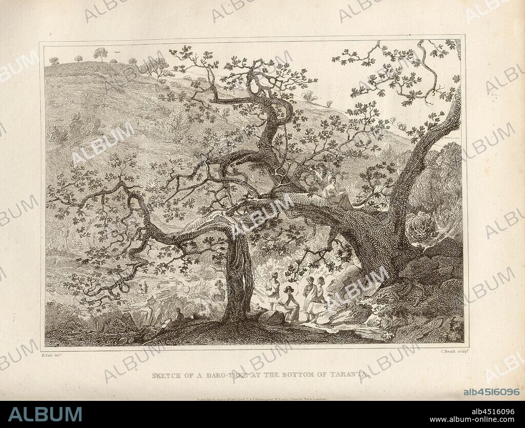 Sketch of a Daro-Tree at the bottom of Taranta, Illustration of a Daro tree, according to p. 228, p. 268, Salt, Henry (del.); Heath, C. (sculp.), 1814, Henry Salt: A voyage to Abyssinia, and travels into the interior of that country, executed under the orders of the British government, in the years 1809 and 1810: in which are included, an account of the Portuguese settlements on the east coast of Africa, visited in the course of the voyage: a concise narrative of late events in Arabia Felix: and some particulars respecting the aboriginal African tribes, extending from Mosambique to the borders of Egypt: together with vocabularies of their respective languages. London: Rivington, 1814.