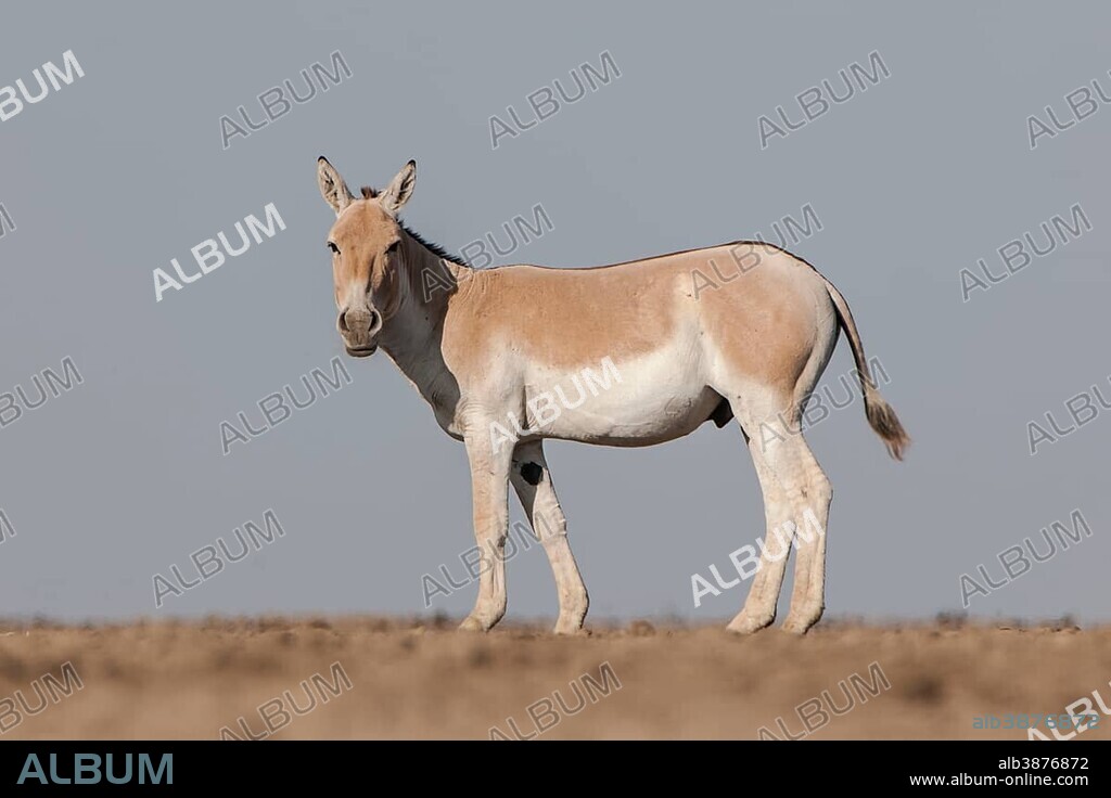 Onager or Asiatic wild ass (Equus hemionus), endangered species, in the blistering heat of a salt pan, little Rann of Kutch, Gujarat, India, Asia.