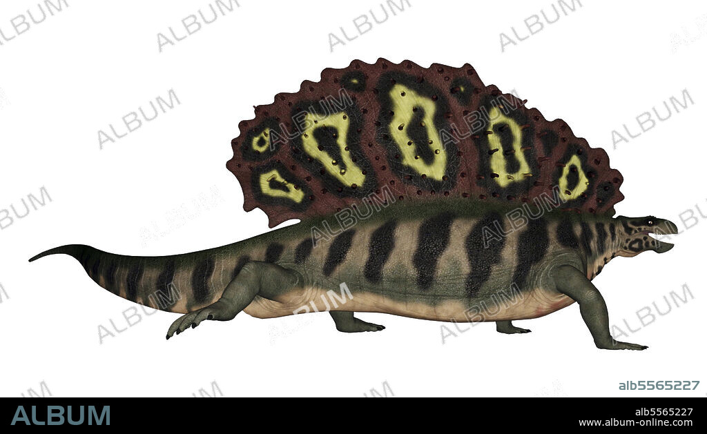 Edaphosaurus prehistoric animal, isolated on white background.