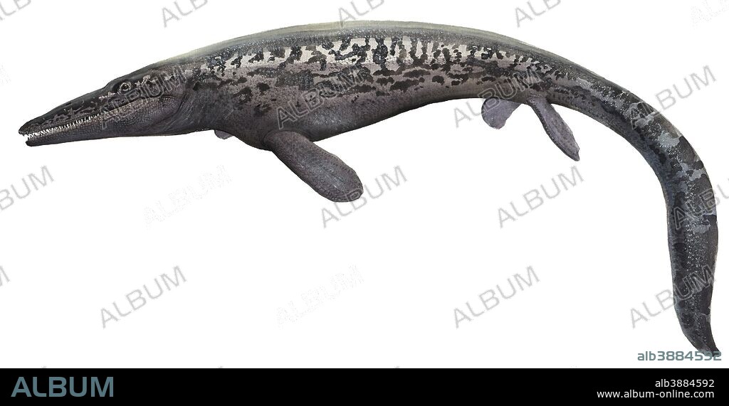 Illustration of a Tylosaurus from the prehistoric era.