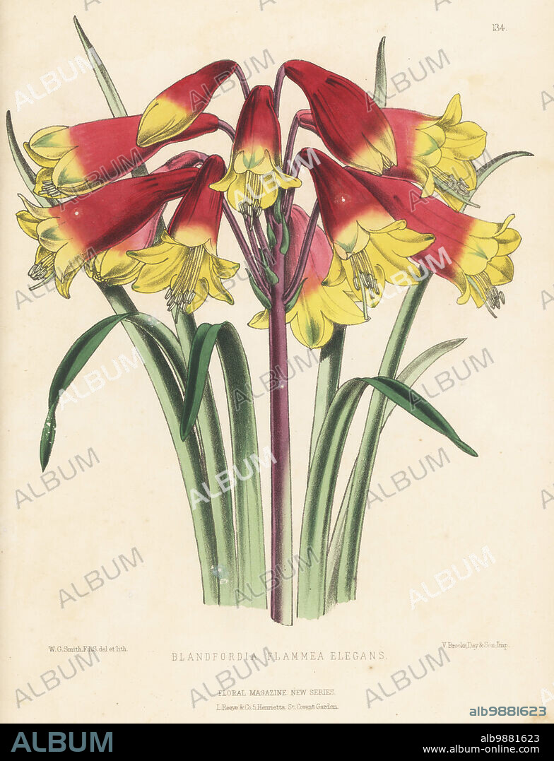 Christmas bells cultivar, Blandfordia grandiflora, native to eastern Australia. Hybrid of B. cunninghamii and B. flammea raised by Edward George Henderson and Son, Wellington Nurseries, St. John's Wood. As Blandfordia flammea-elegans. Handcolored botanical illustration drawn and lithographed by Worthington George Smith from Henry Honywood Dombrain's Floral Magazine, New Series, Volume 3, L. Reeve, London, 1874. Lithograph printed by Vincent Brooks, Day & Son.