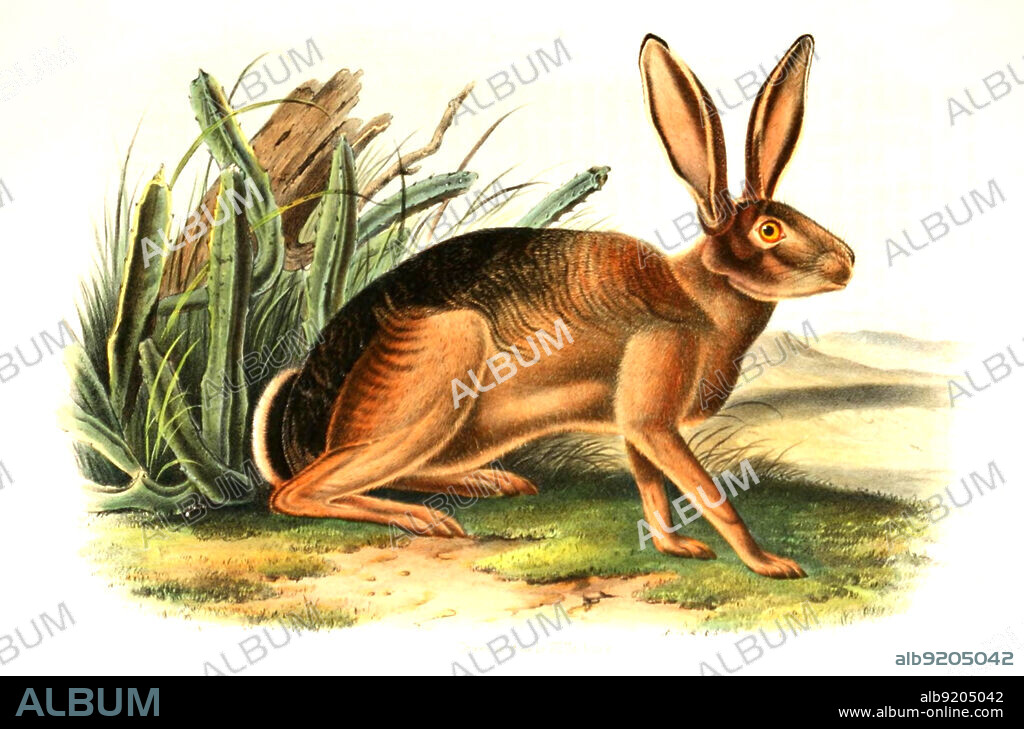 Eselhase, auch Kalifornischer Eselhase genannt, Lepus californicus, digital restaurierte Reproduktion einer Originalvorlage aus dem 19. Jahrhundert, genaues Originaldatum nicht bekannt / black-tailed jackrabbit, Lepus californicus, also known as the American desert hare, historical, digital improved reproduction of an original from the 19th century.
