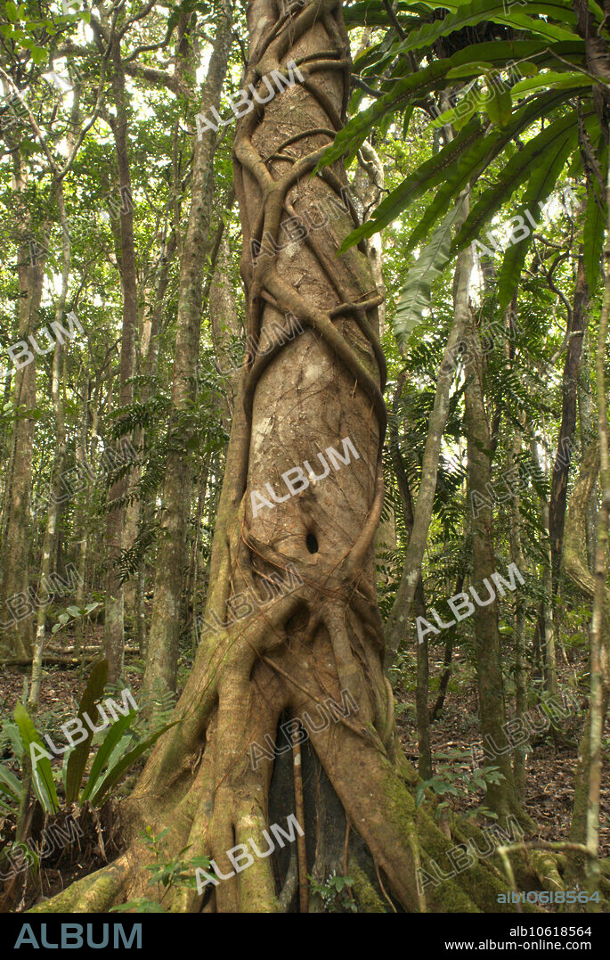This Black Ebony Tree (Diospyros tessellaria), in the native forest of the Black River Gorges National Park, Mauritius, is host to a strangler vine that has enveloped the tree. A section of black ebony can be seen at the base of the trunk. This endemic tree is probably the most famous tree in Mauritius because of its association with early settlement of the island. The tree's black trunk is covered in white patches of lichen. It can grow up to about 46 feet high.