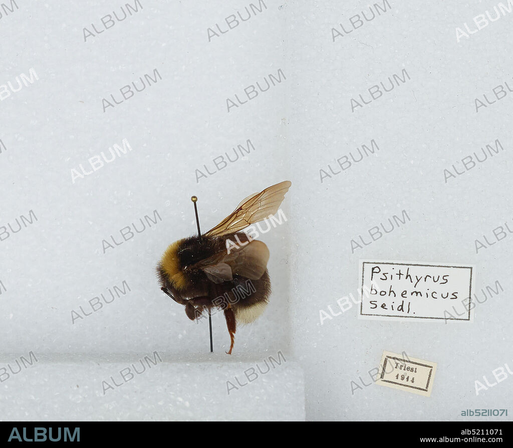Bombus (Psithyrus) bohemicus Seidl, Animalia, Arthropoda, Insecta, Hymenoptera, Apidae, Apinae.