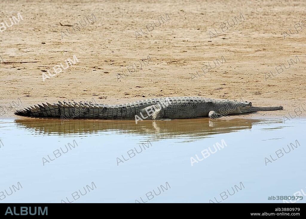 Indian Gharial, Gavial or Fish-eating Crocodile (Gavialis gangeticus) lying on the shore, Uttar Pradesh, India