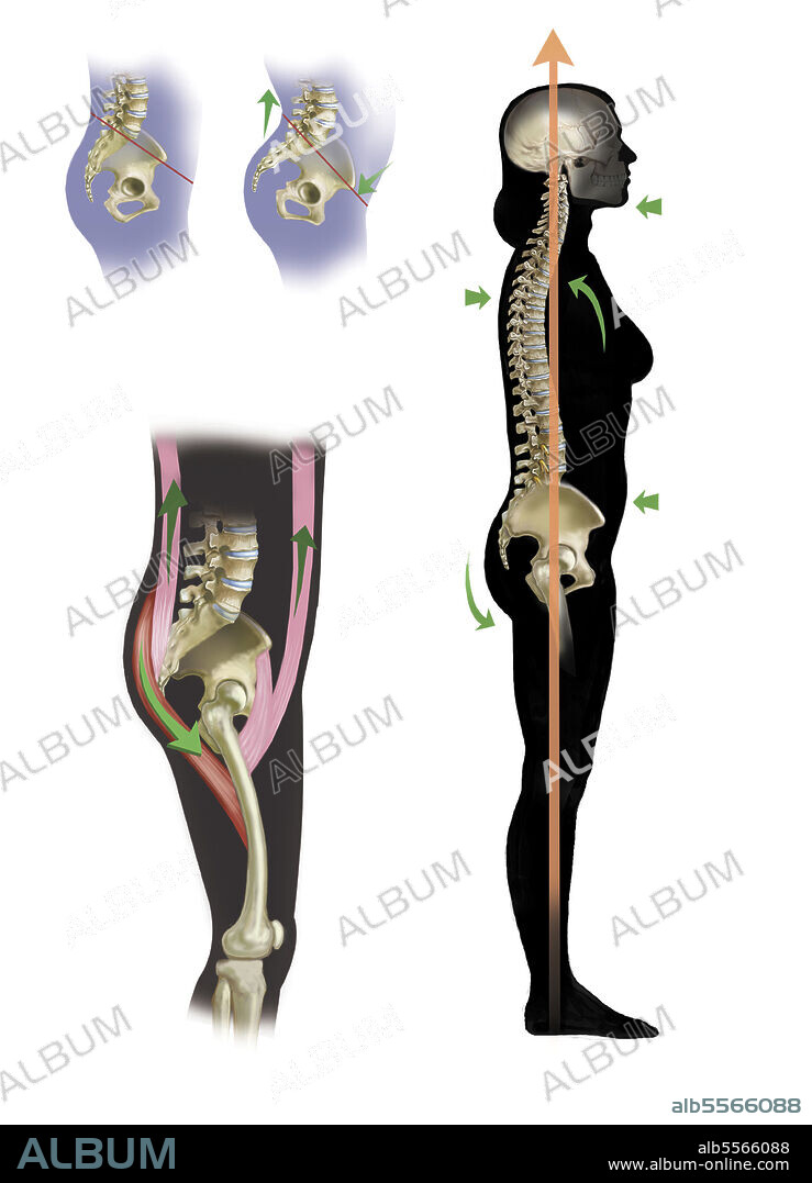 Female silhouette showing position of pelvis in proper posture and the affect of dorsal and ventral muscles on the pelvis.
