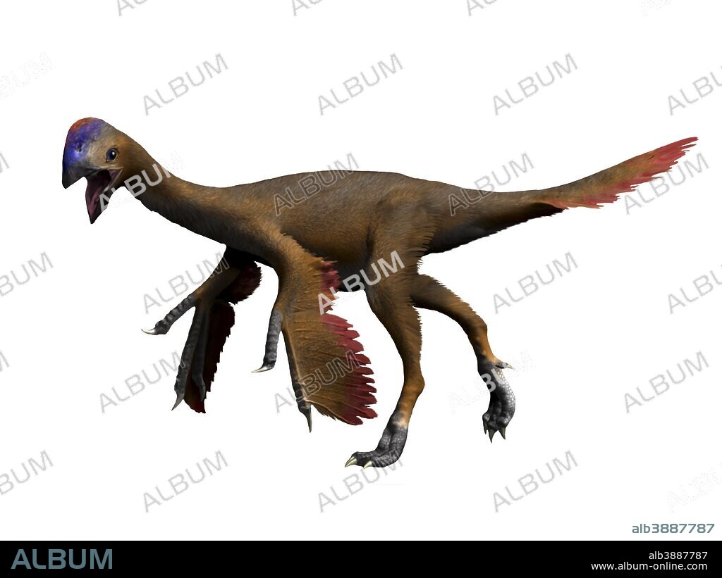 Oviraptor dinosaur, white background.