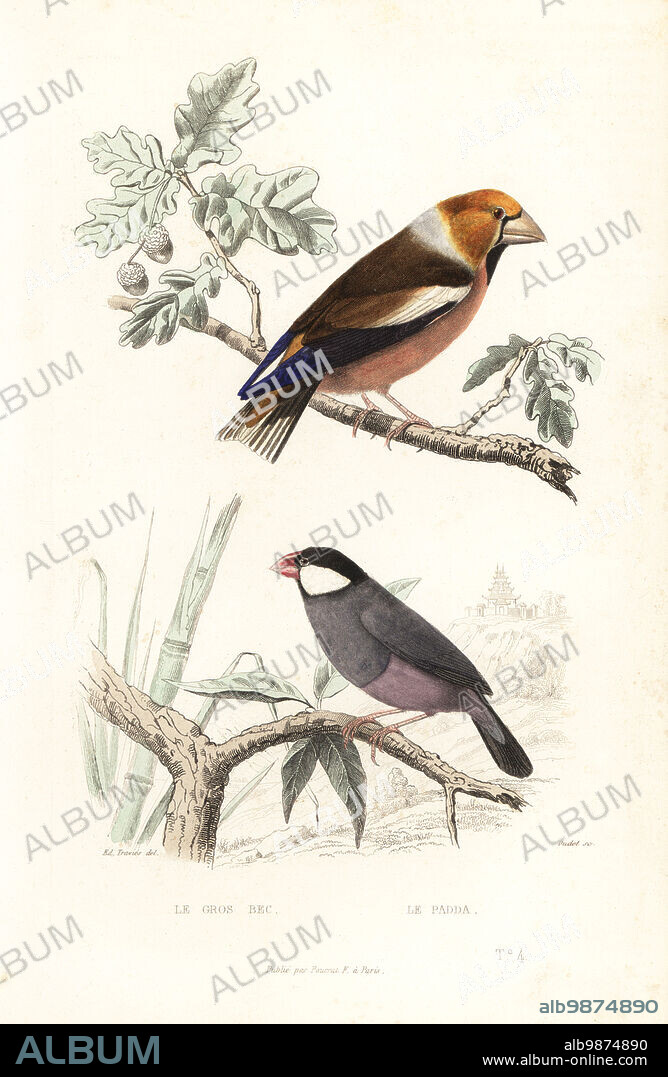 Hawfinch, Coccothraustes coccothraustes, and Java sparrow, Lonchura oryzivora. Le gros bec, Loxia coccothraustes, le padda, Loxia oryzivora. Handcoloured steel engraving by Oudet after an illustration by Edouard Travies from Achille Richard's Oeuvres Completes de Buffon, Pourrat Freres, Paris, 1839.