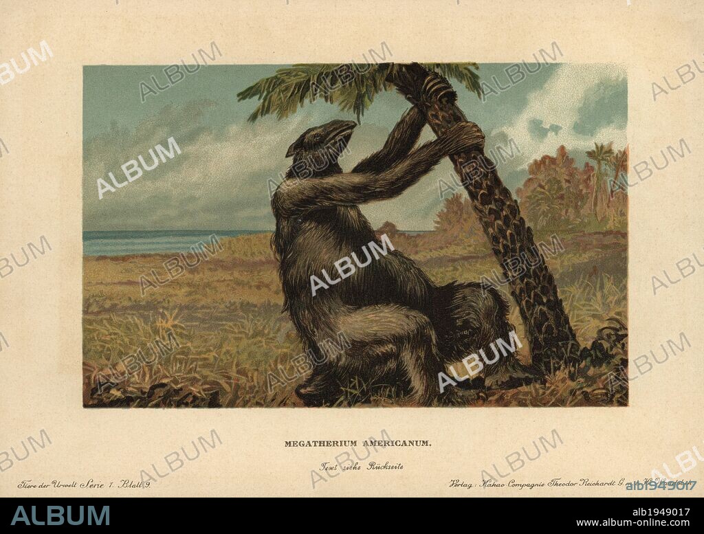 Megatherium americanum, extinct genus of elephant-sized ground sloths that lived from the Pliocene through Pleistocene periods. Colour printed (chromolithograph) illustration by F. John from "Tiere der Urwelt" Animals of the Prehistoric World, 1910, Hamburg. From a series of prehistoric creature cards published by the Reichardt Cocoa company.