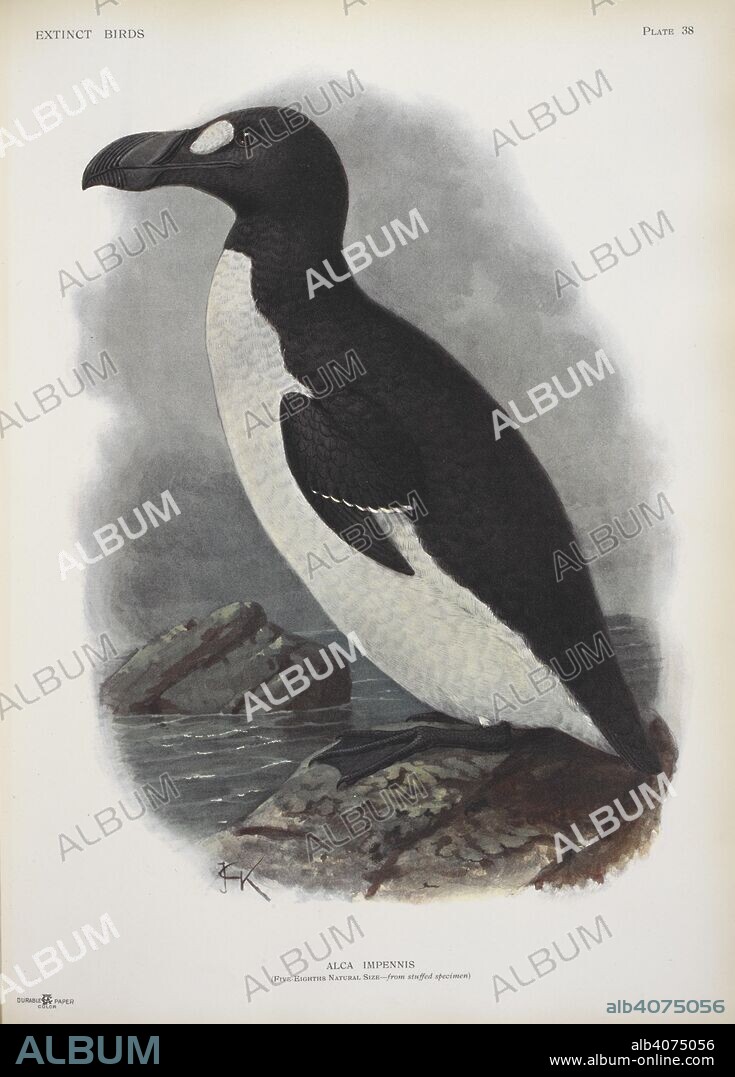 ROTHSCHILD, LIONEL WALTER ROTHSCHILD, BARON,. Alca impennis. Great Auk, or Garefowl. Extinct birds : an attempt to unite in one volume a short account of those birds which have become extinct in historical times-that is, within the last six or seven hundred years : to which are added a few which still exist, but are on the verge of extinction / by Walter Rothschild ; with 45 coloured plates, embracing 63 subjects, and other illustrations. London : Hutchinson & Co., 1907. Source: LR.268.d.8 plate 38.