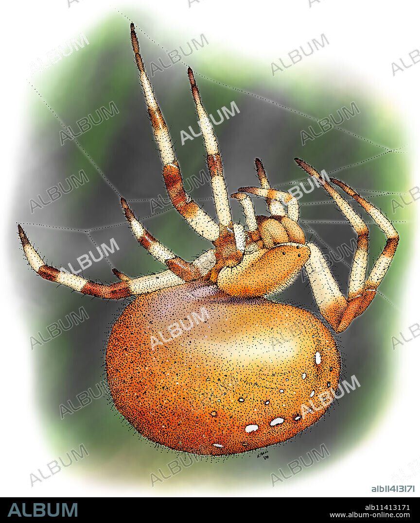 Illustrating of a shamrock orb-weaver spider (family Araneidae).