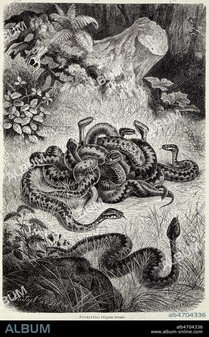 Noeud de viperes (Vipera berus). Gravure de 1893 pour Brehms Tierleben par Alfred BREHMS (1829-1884). Credit : Coll. Jonas/KHARBINE-TAPABOR.