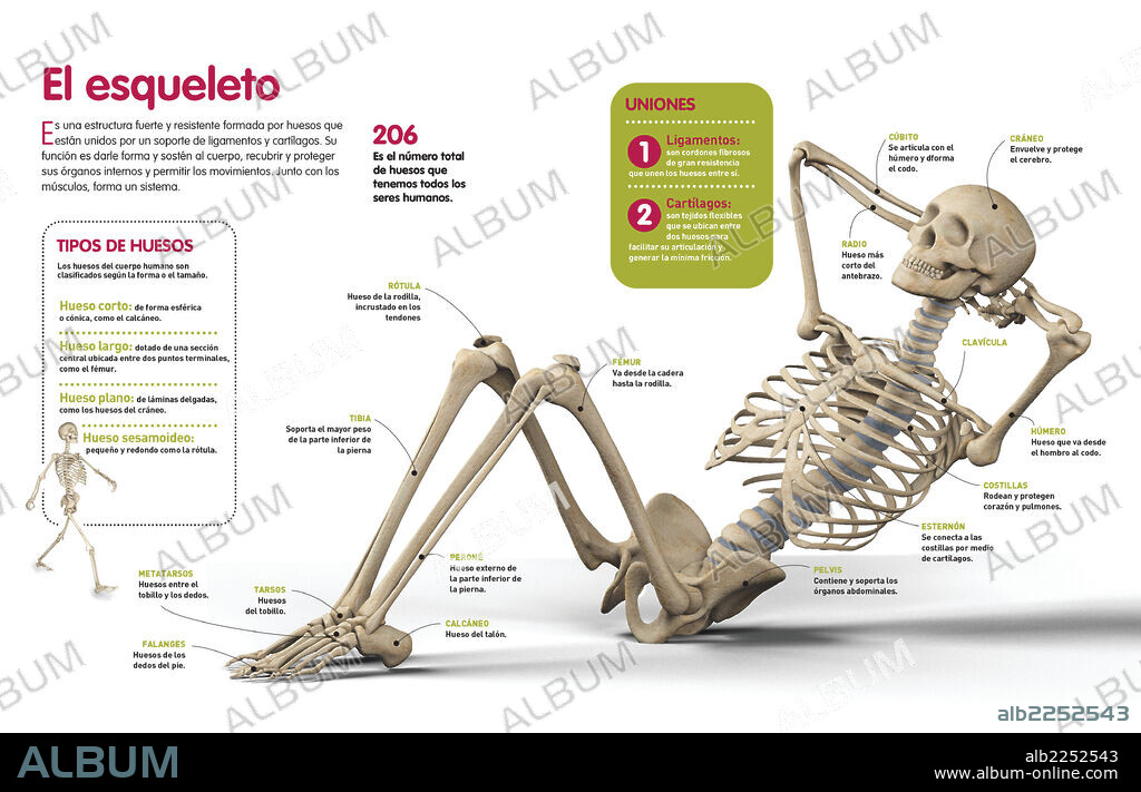 El esqueleto. Infografía sobre el esqueleto humano, los principales huesos que lo forman y su clasificación.