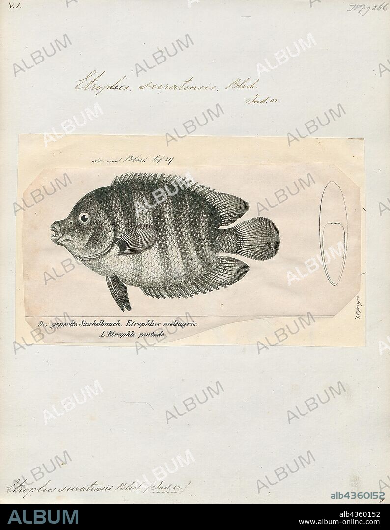 Etroplus suratensis, Print, The green chromide (Etroplus suratensis) is a species of Cichlid fish from freshwater and brackish water in southern India and Sri Lanka. Other common names include pearlspot cichlid, banded pearlspot, and striped chromide. In Kerala in India it is known locally as the Karimeen. In Goa the fish is known as Kalundar In Sri Lanka this fish is known as Koraliya, 1809-1845.
