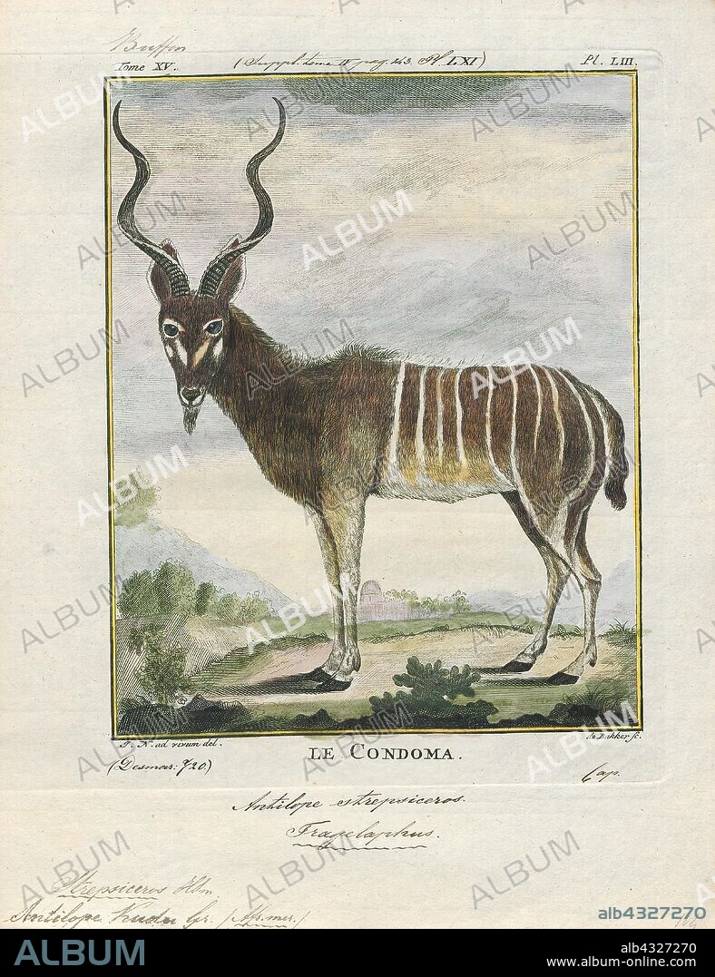 Antilope kudu, Print, Blackbuck, The blackbuck (Antilope cervicapra), also known as the Indian antelope, is an antelope found in India, Nepal, and Pakistan. The blackbuck is the sole extant member of the genus Antilope. The species was described and given its binomial name by Swedish zoologist Carl Linnaeus in 1758. Two subspecies are recognized. It stands up to 74 to 84 cm (29 to 33 in) high at the shoulder. Males weigh 20–57 kg (44–126 lb), an average of 38 kilograms (84 lb). Females are lighter, weighing 20–33 kg (44–73 lb) or 27 kg (60 lb) on average. The long, ringed horns, 35–75 cm (14–30 in) long, are generally present only on males, though females may develop horns, as well. The white fur on the chin and around the eyes is in sharp contrast with the black stripes on the face. The coats of males show two-tone colouration; while the upper parts and outsides of the legs are dark brown to black, the underparts and the insides of the legs are all white. However, females and juveniles are yellowish fawn to tan., 1700-1880.